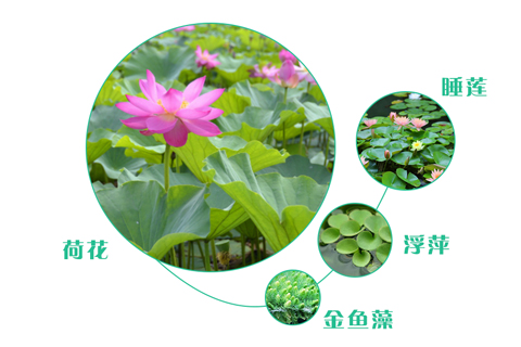 如何選擇污水處理工程的人工濕地植物？